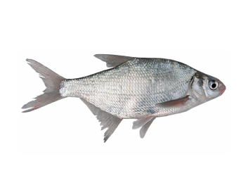 原料